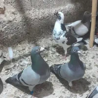 کبود پلاکی