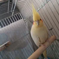 عروس هلندی|پرنده|شاهین‌شهر, مسکن مهر|دیوار