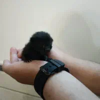 واگذاری رایگان بچه گربه