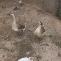 غوغازنرو ماده همراه۸عدد تخم
