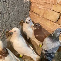 کبوتر پرشی|پرنده|سبزوار, عارف|دیوار