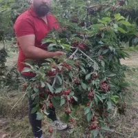 فروش صنوبر ترکیه نیگرا درجه۱|خدمات باغبانی و درختکاری|چادگان, |دیوار