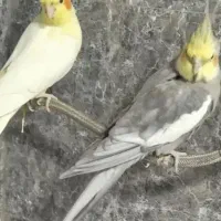 عروس‌هلندی‌جفت‌روتخم