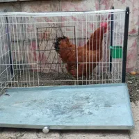 مرغ