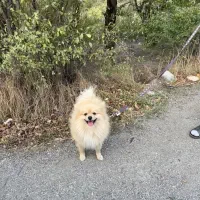 پامر نر جهت جفت گیری با ماده شما|سگ|ساری, |دیوار