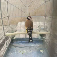 سهره دهن لر پاک خرم آباد