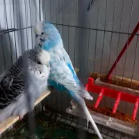 یک جفت مرغ عشق انگلیسی