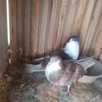 دمگیر دوبحر شیش دنگ