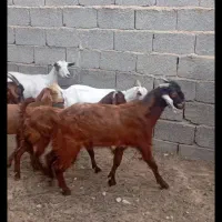 کهره نر سبک