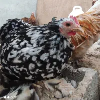 مرغ و خروس محلی ، کوشین و یک جفت لهستانی|حیوانات مزرعه|خورموج, |دیوار