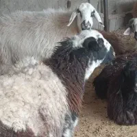 گوسفند زنده گوشتی با بهترین نژاد دامداری فرهادی