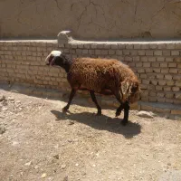 قوچ افشاری کله سفید