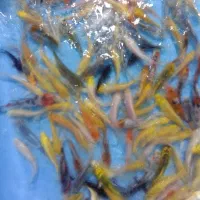 کوی بلک و یامابوکی|ماهی|تهران, اسکندری|دیوار