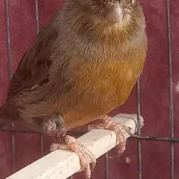 قناری ماده جفت خورده