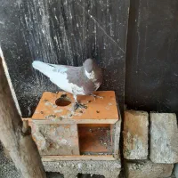 چپ سرخ خال دار|پرنده|شیراز, جانبازان|دیوار