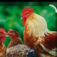 فروش چند خروس