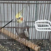 طوطی عروس هلندی  مولد|پرنده|نگار, |دیوار