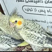 عروس هلندی سرلاکی نزدیک به دون خور