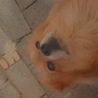 سگ پامر|سگ|اسدآباد, |دیوار