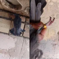 همه پرشی|پرنده|اردکان, |دیوار