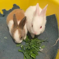 بچه خرگوش فاضل آباد