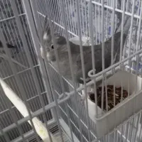 عروس هلندی|پرنده|پاکدشت, پاکدشت (مامازند)|دیوار