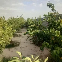 باغ 800متری ملکی سند تک برگی|فروش خانه و ویلا|مشهد, لک لک|دیوار