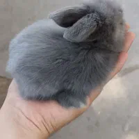 بچه خرگوش لوپ
