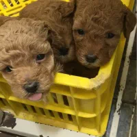 سگ توله‌پودل‌نروماده