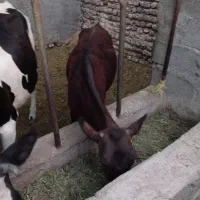 گوساله چاق