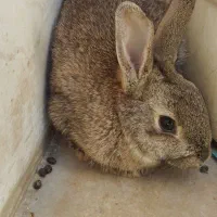 فروش خرگوش|موش و خرگوش|اصفهان, ارداجی|دیوار