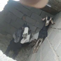 پاچن نسل دار وماده نسلی چهارقلو