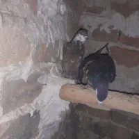 کفتر .سار کاکلی ساده افشون|پرنده|فریمان, |دیوار