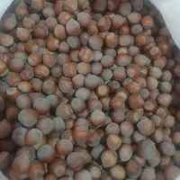 فندق زنجان درشت و پر مغز