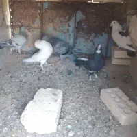 چند عدد کبوتر فروشی|پرنده|فهرج, |دیوار