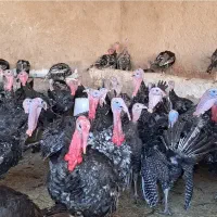 بوقلمون پروار