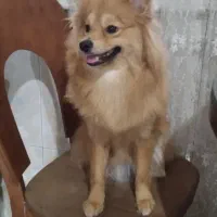 گمشده|سگ|کرج, فاز ۴ مهرشهر|دیوار