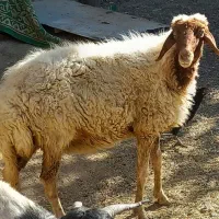 گوسفند وبزغاله|حیوانات مزرعه|دینور, |دیوار