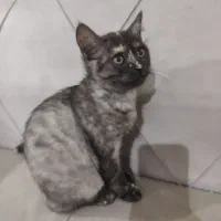 گربه اسکاتیش|گربه|بومهن, |دیوار