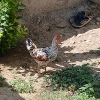 مرغ گلین
