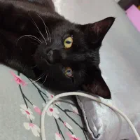 واگذاری رایگان|گربه|پیشوا, |دیوار