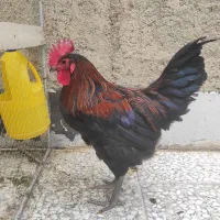 خروس استرالوپ