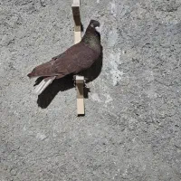 کفتر سبز سوسنی کوهی|پرنده|شیراز, تحویلی|دیوار