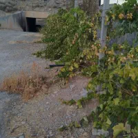 پنج-دو-دهم-هکتار-زمین-کشاورزی-مناسب-گوجه-و-خیار