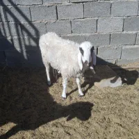 میش بزدم|حیوانات مزرعه|بیرجند, |دیوار