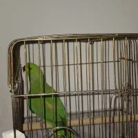 پرنده|پرنده|صائین قلعه, |دیوار