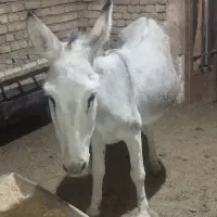 الاغ ماده