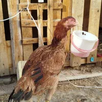 مرغ لاری نصل دار|حیوانات مزرعه|رباطکریم, رباطکریم|دیوار