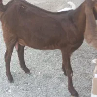 سه تا بز با پنجتا کهره مخصوص داشتی و ی گیسه مایع|حیوانات مزرعه|فاریاب, |دیوار