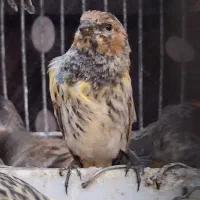 سهره گلبسر بالغ